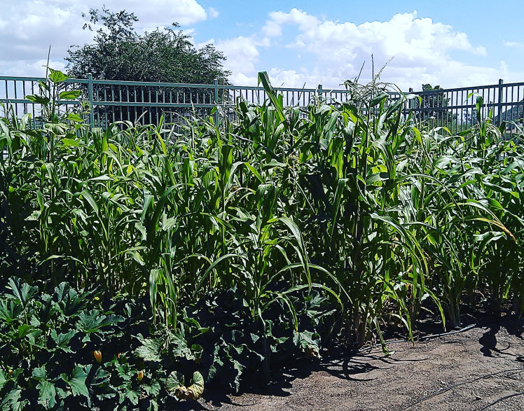 A split image showing healthy tomato plants on one side and stunted, yellowing tomato plants near a walnut tree on the other, visually demonstrating the negative impact of allelopathy.