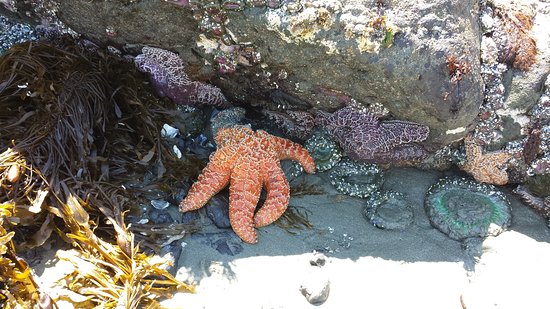 A tide pool at Chesterman Beach, showcasing starfish, sea anemones, and hermit crabs amidst the textured rocks.