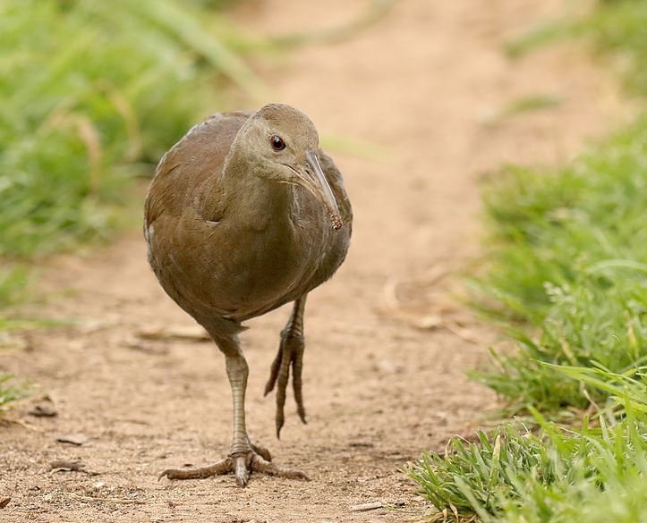 The Lord Howe Island Woodhen, a unique endemic bird, foraging in the undergrowth, highlighting conservation efforts.