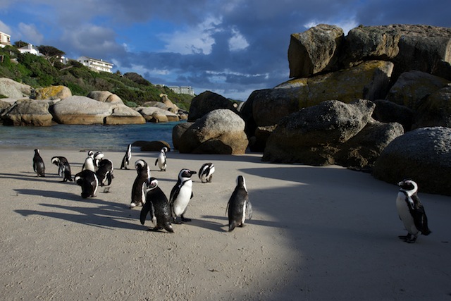 Boulders Beach Penguins