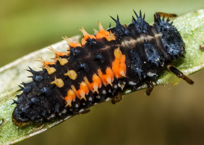 collage closeup ladybug lacewing hoverfly parasitic wasp