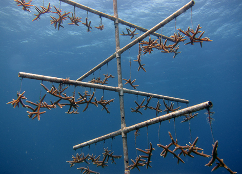 ## A Marine Biologist's Perspective: The Brando –...