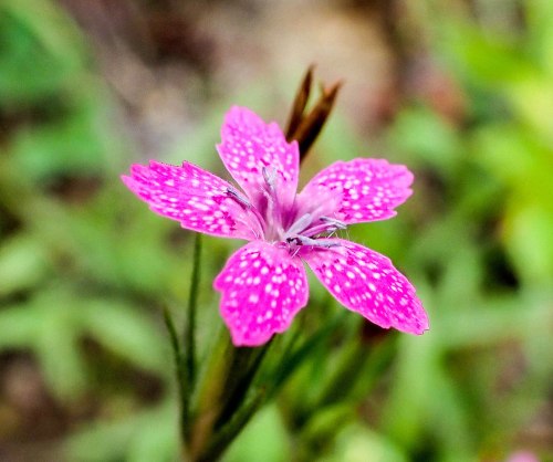 Deptford Pink flowers provide nectar and pollen, supporting pollinators