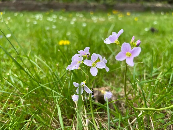 Blooming Havens: Designing a Cottage Garden for...