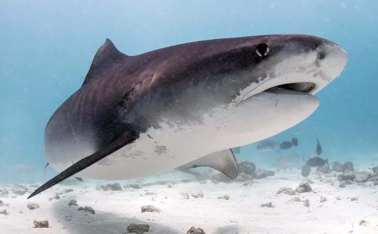 Sustainable Shark Diving