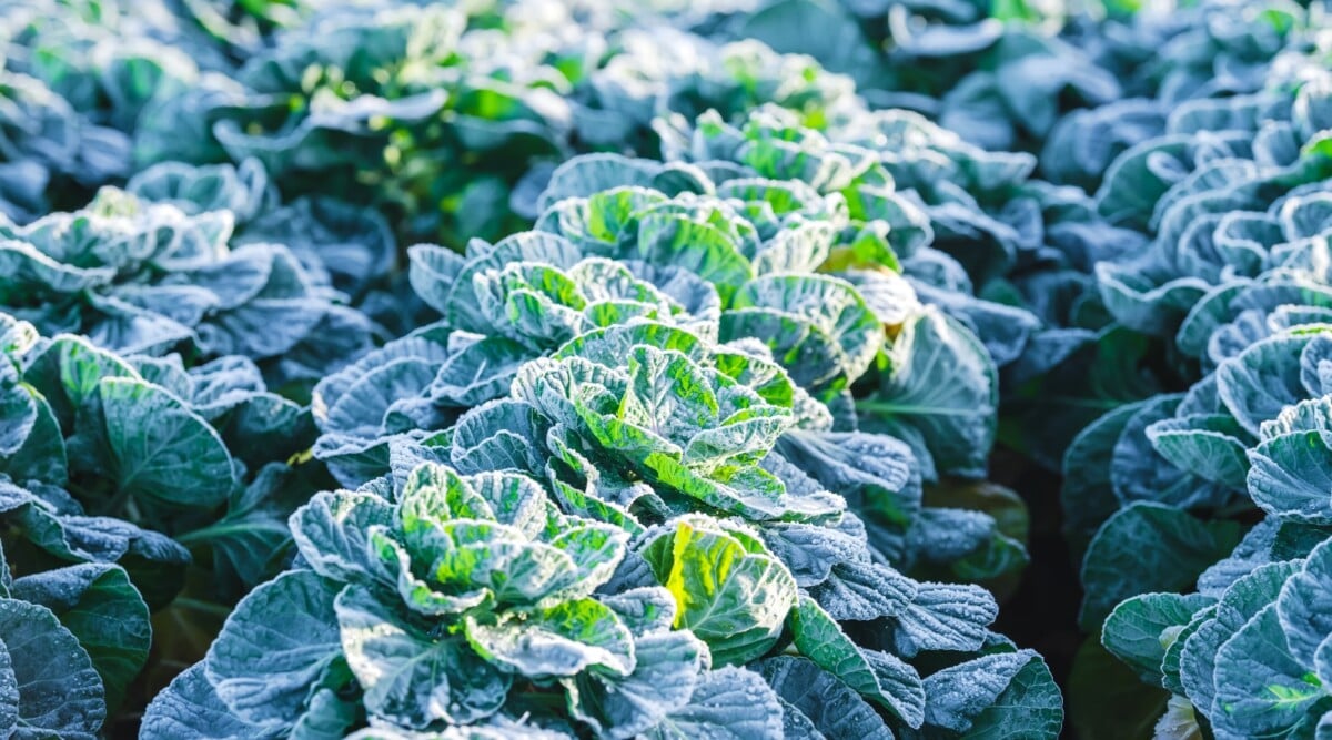 Embrace the Off-Season: Simple Cold Frames for...