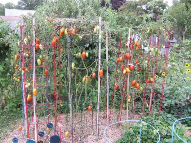 Close up of a tomato garden, showcasing fall tomatoes with blight.