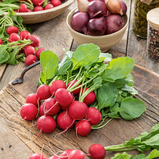 radish champion