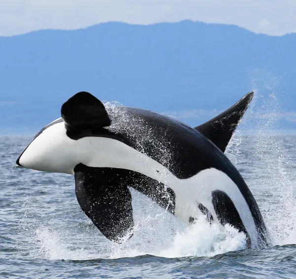 Orcas surfacing during a whale watching tour