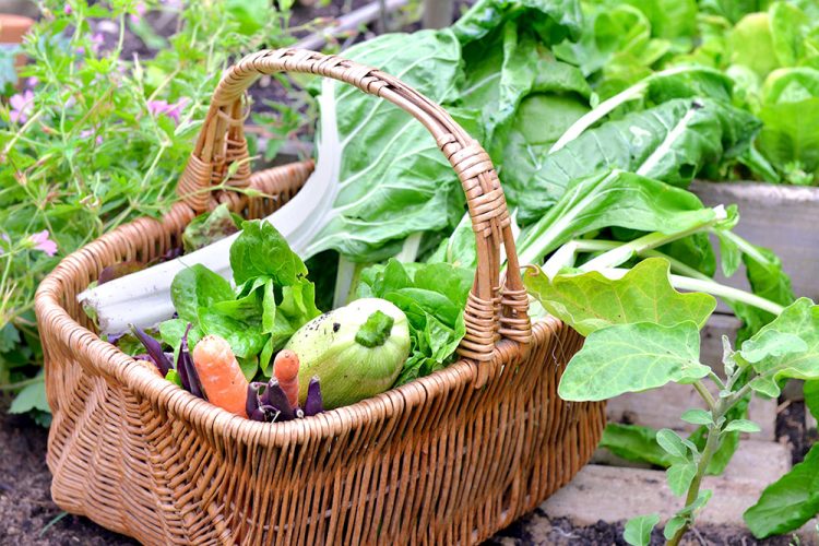 A backyard garden with various plants and veggies growing