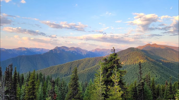 # Discover the Untamed Beauty of Olympic National...