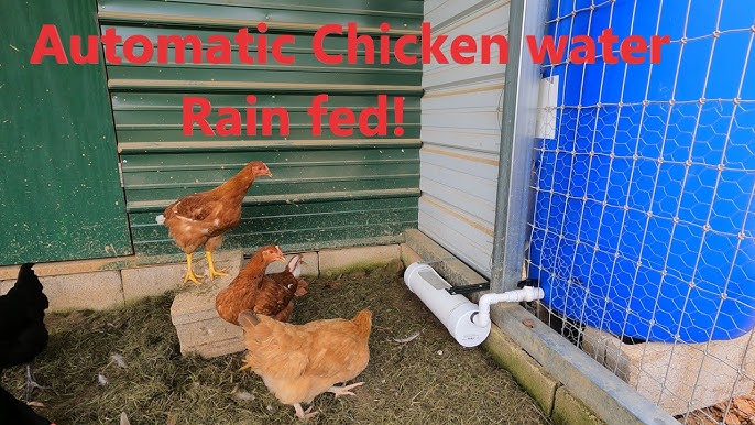 heated chicken waterer
