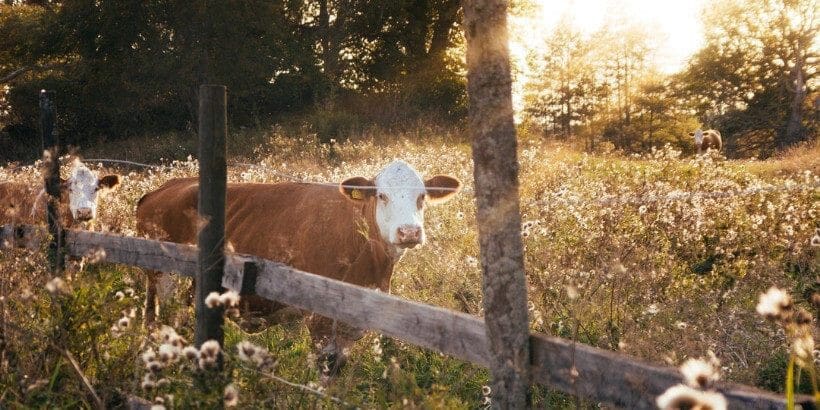 Mindful Meat: Sourcing Sustainable Protein for...