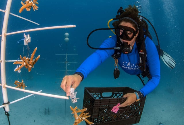 # Dive In, Give Back: Ocean Adventures That Heal t...