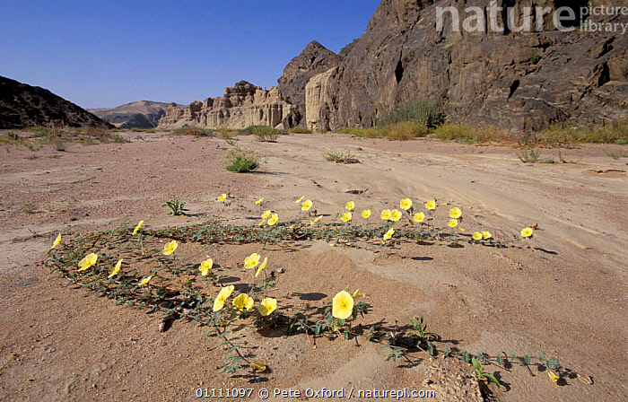 # Namibia's Skeleton Coast: Where the Desert Meets...