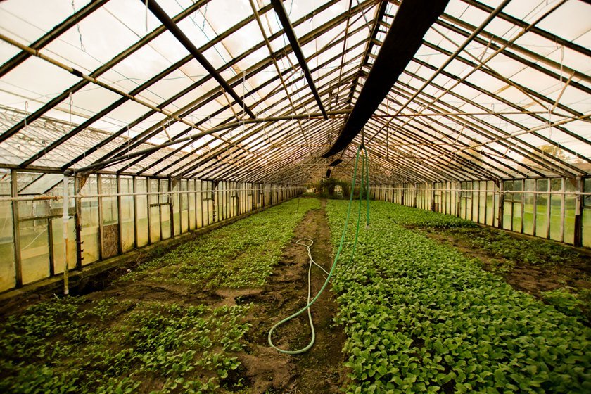 Extending Your Harvest: The Ultimate Guide to C...