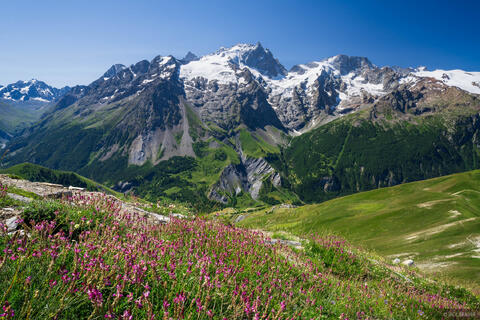Swiss wildflowers at La Meije, a preview of the alpine beauty awaiting hikers in the Swiss Alps