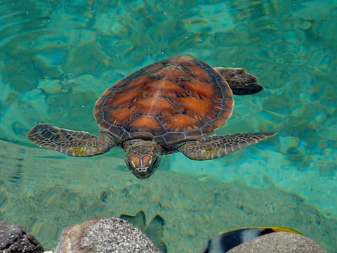 Dr. Sylvia Earle releases 'Hope,' a rehabilitated sea turtle, underscoring the importance of hands-on conservation efforts.
