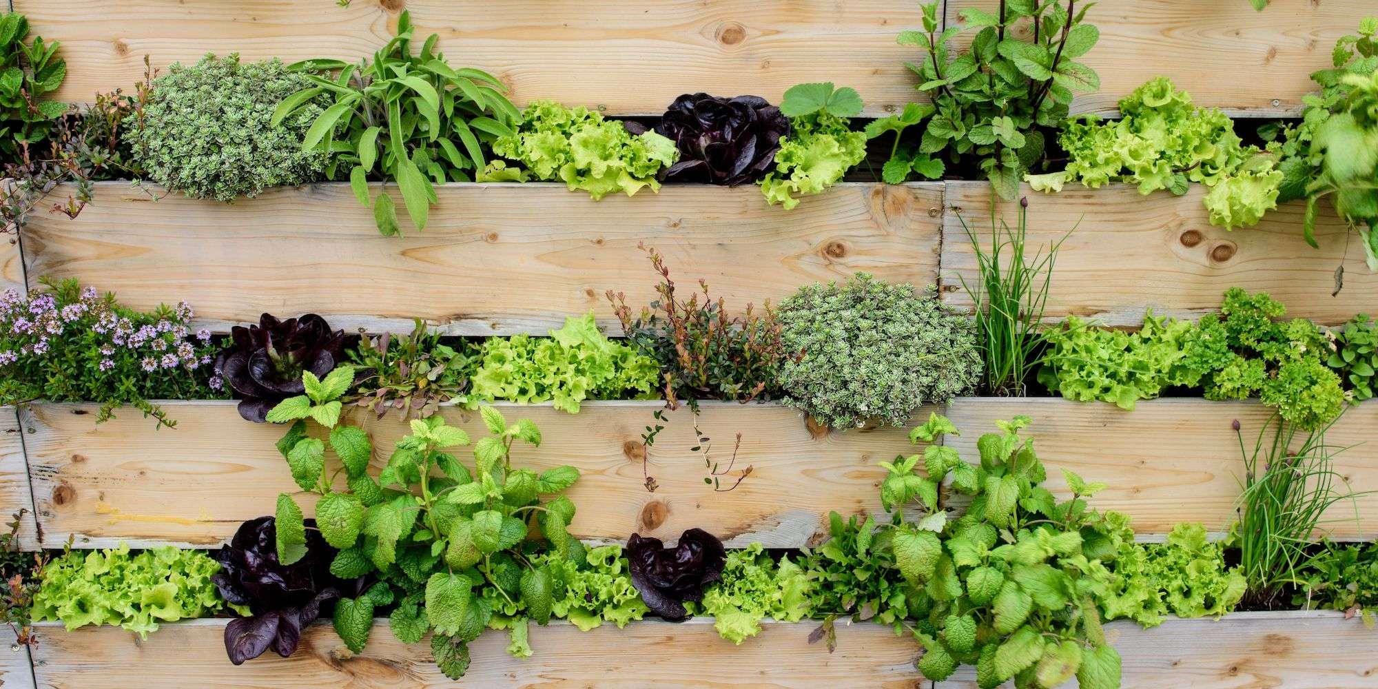Vertical Farming: Could This Be the Future of Your Homestead