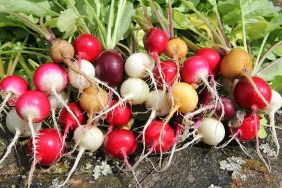 Variety of colorful radish seed packets.