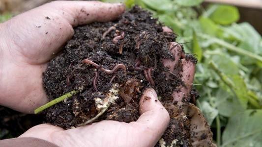 Worm Power: A Beginner's Guide to Vermicomposti...