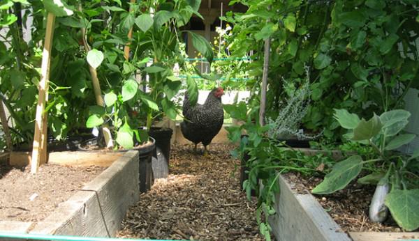 Chicken in Greenhouse