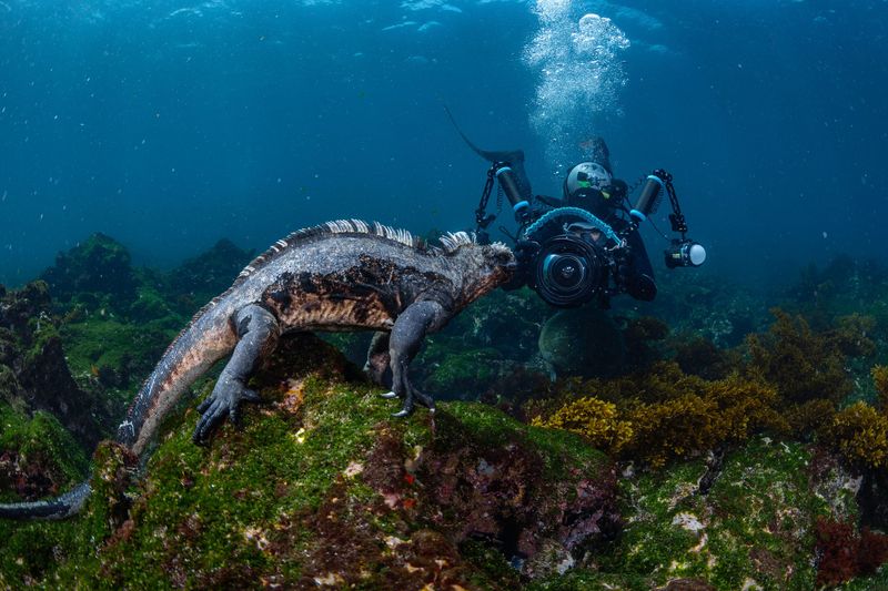 Marine iguana swimming underwater