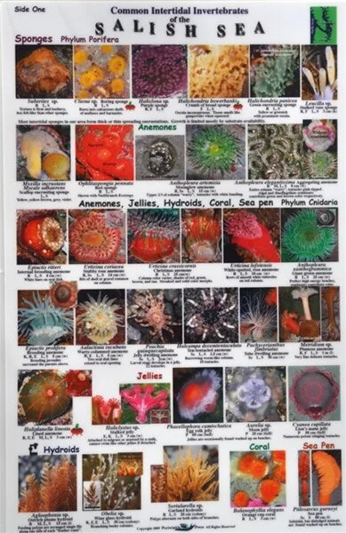 Rocky shoreline with tide pools at Cattle Point, San Juan Island