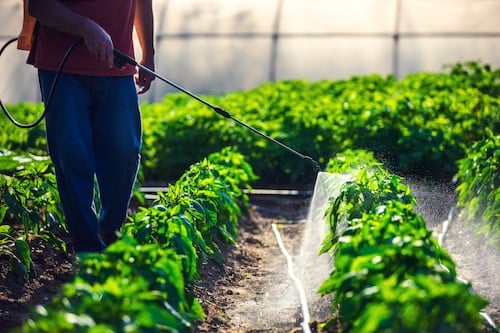 Unleash Spring Growth: Brewing Powerful Compost...
