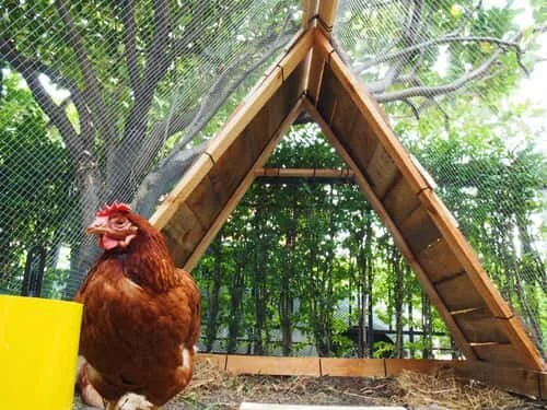 An example of using reclaimed windows in the coop design