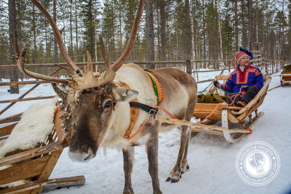 Sami reindeer sledding under the Northern Lights
