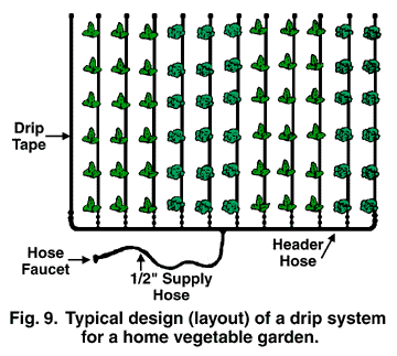 Close-up of a drip irrigation system in a vegetable garden