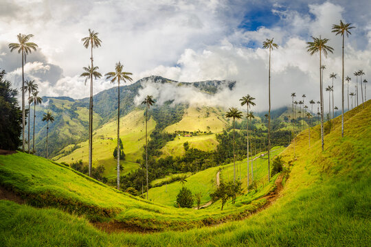 Cocora Valley
