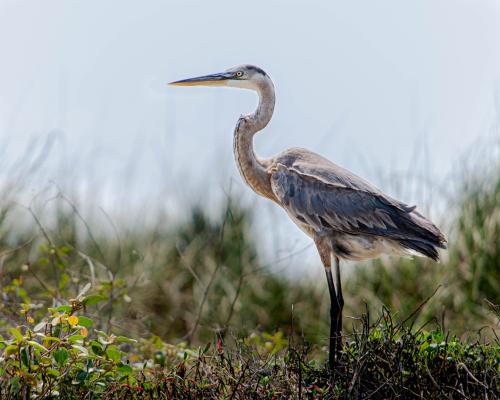 # Stargazing and Shorebirds: Our Fall Camping Adve...