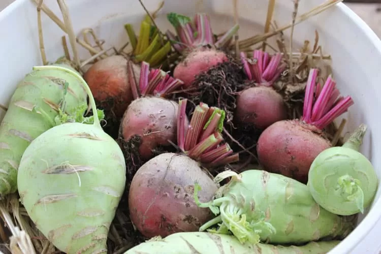 Vegetables stored in boxes and crates inside a root cellar