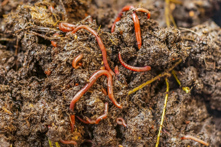 several different vermicomposting setups garden 