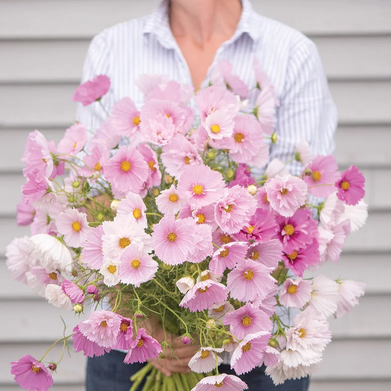 woman planting pansies flower garden sunny