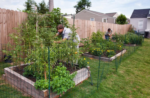 A raised bed garden