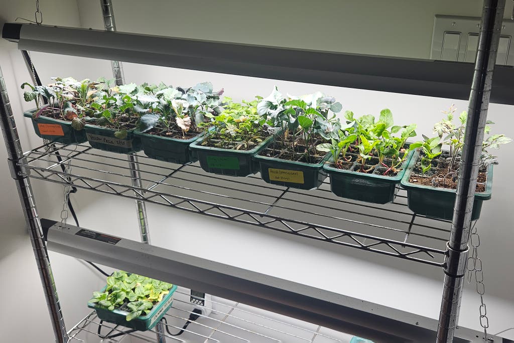 grow lights seedlings timer indoor