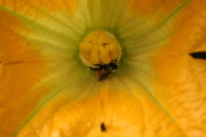 Close up of a bee inside a squash blossom
