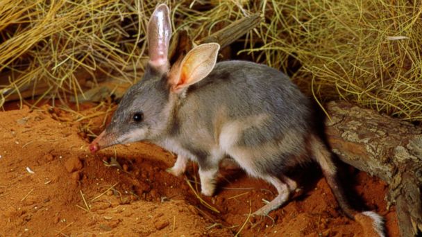 Bilby hiding in burrow
