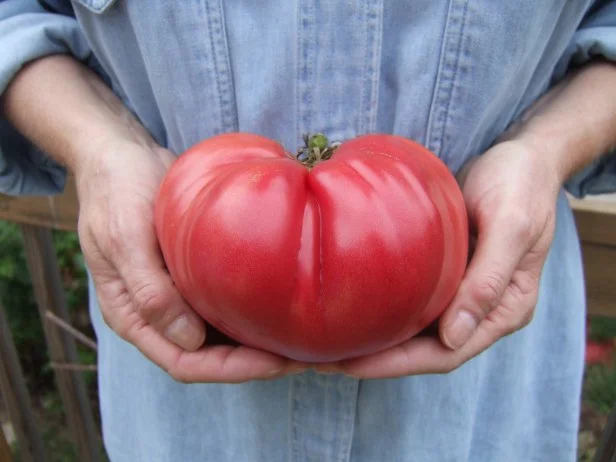 From Seed to Sauce: Grow Your Own Luscious Toma...
