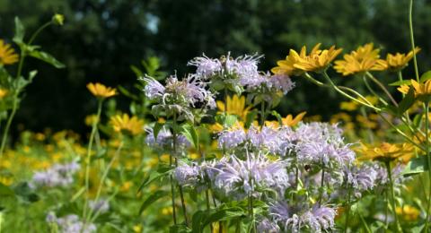 diverse group pollinators closeup garden