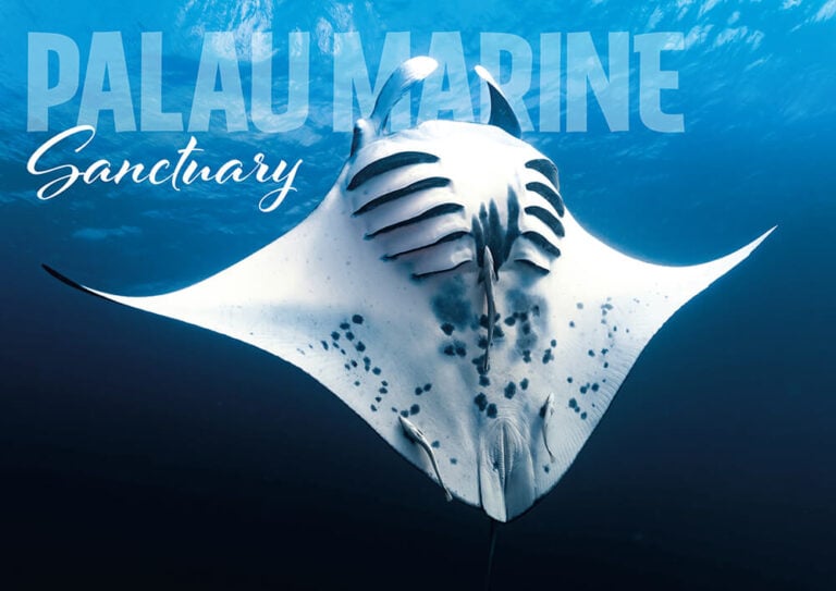 A panoramic view of the Rock Islands in Palau, highlighting their unique mushroom-shaped formations and vibrant turquoise waters.