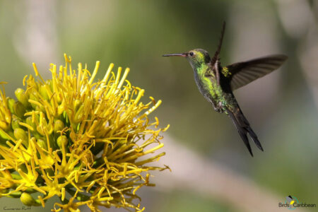Hummingbird Haven: Transform Your Yard into a Tiny...