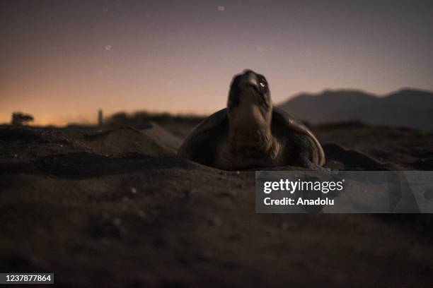 Sea turtle nesting on the beach at night