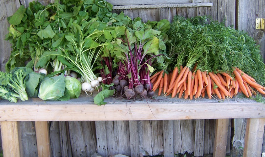 A farmer displaying a fresh harvest of organic vegetables. The image represents the abundance and sustainability of local food systems that are worth protecting.