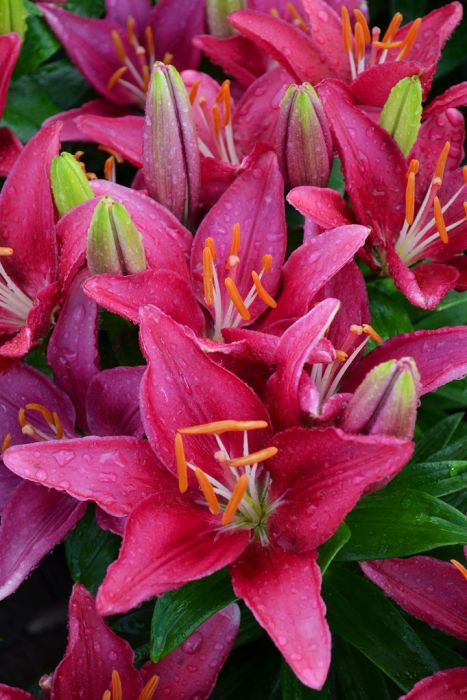 colorful vertical garden pallet pollinator plants