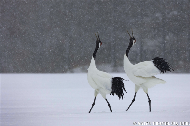 Photographing Red-Crowned Cranes near Kushiro