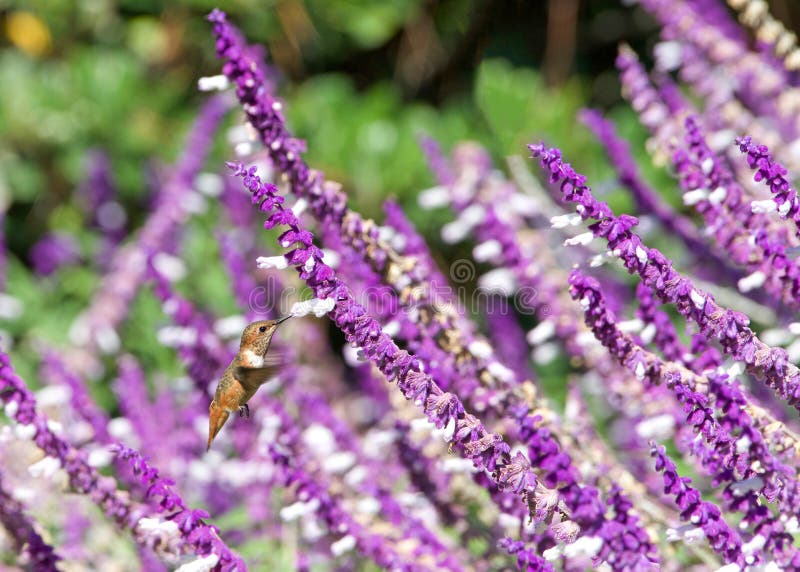 Allen's hummingbird drinking nectar from Mexican Bush Sage Flowers